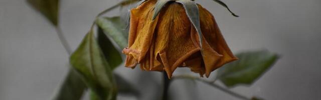 Bitcoin ETF optimism fades as three-day outflows streak erases early-month gains