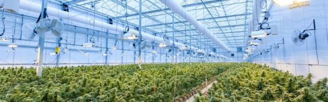 GrowerIQ acquires cannabis tech competitor Ample Organics from US-based Akerna