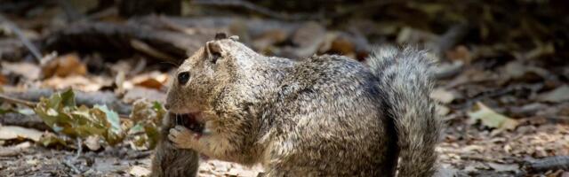 Squirrels Caught Hunting and Eating Meat for the First Time