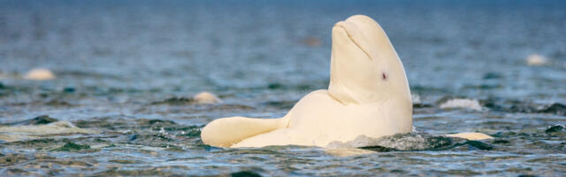 Whatever the mirror test tells us, beluga whales pass it