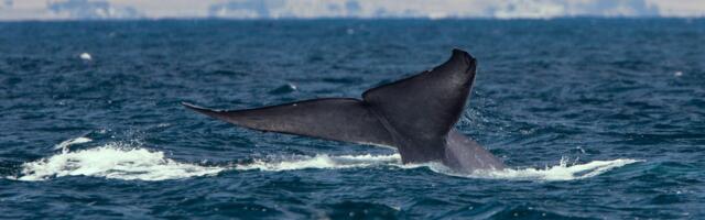 World’s ‘Loneliest Whale’ Might Be a Sterile Hybrid—and a Dire Warning