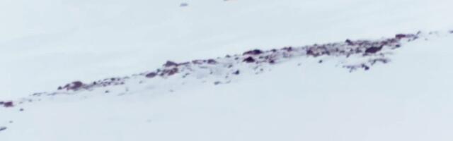Rare Footage Captures Polar Bear Cubs’ First Steps—and a Troubling Trend