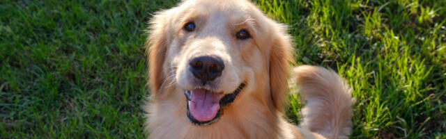 Many genes associated with dog behavior influence human personalities, too