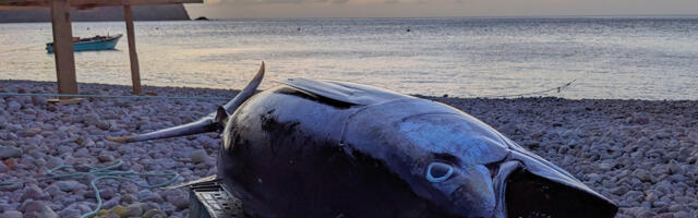 How a tiny island is adapting to climate change ... on its dinner plates