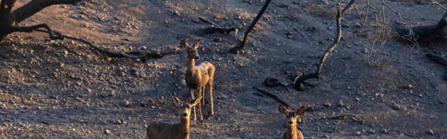 Southern California wildfires likely outpace ability of wildlife to adapt