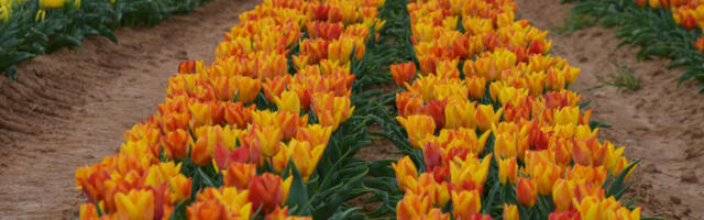 Первый биржевой пузырь