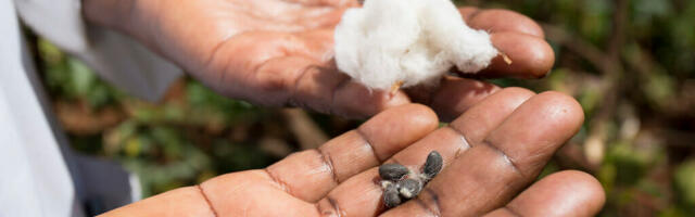 Better Cotton aims to reduce Greenhouse Gas emissions 50% by 2030