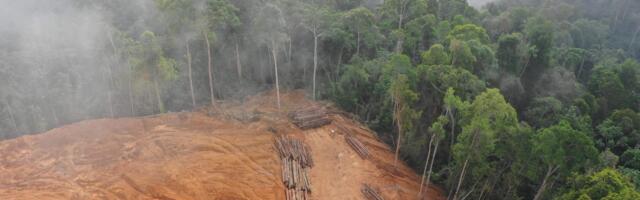 One startup’s plan to save the rainforest by putting it on the market