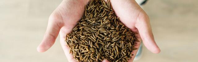 Insect farming startup targets pet food as gateway to human consumption