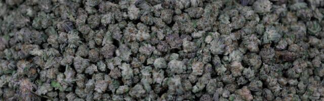 Dropped cellphone leads to felony charges against four in $54,000 Union City dispensary burglary, but cops say 13 were involved