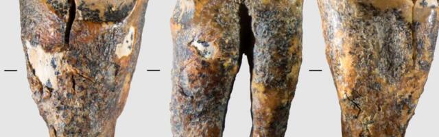 Neanderthals drilled cavities to treat a toothache 59,000 years ago