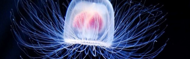 Как сделать не стареющее тело? Общий принцип