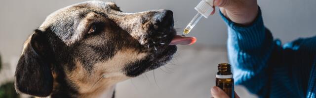 A budding industry? The startups that want to give CBD to pets