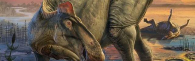 Rare Dinosaur ‘Mummies’ Show Their Features as We’ve Never Seen Them Before Rare Dinosaur ‘Mummies’ Show Their Features as We’ve Never Seen Them Before