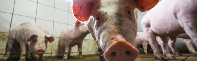 The Supreme Court rediscovers humility — in a case about pigs