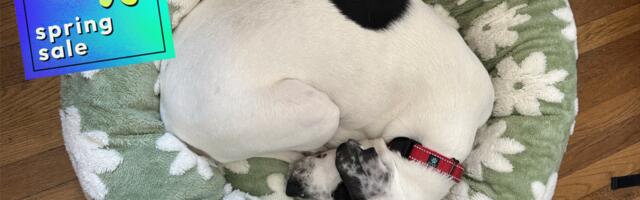 Amazon Big Spring Sale 2026: Shop the best pet deals on Le Sure dog beds, Petlibro water fountains, and Earth Rated poop bags