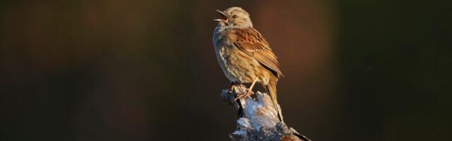 An update to the popular Merlin Bird ID app will turn millions of birdwatchers like me into citizen scientists — doing your bit for bird conservation efforts just got easier