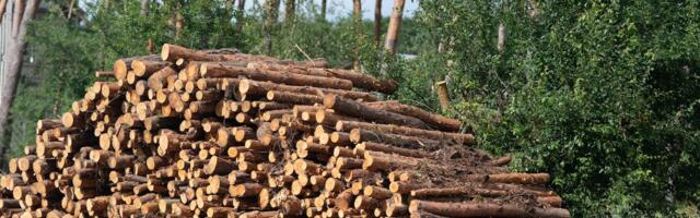 Energy startup Allotrope raises £5.3m to turn tree pulp into batteries